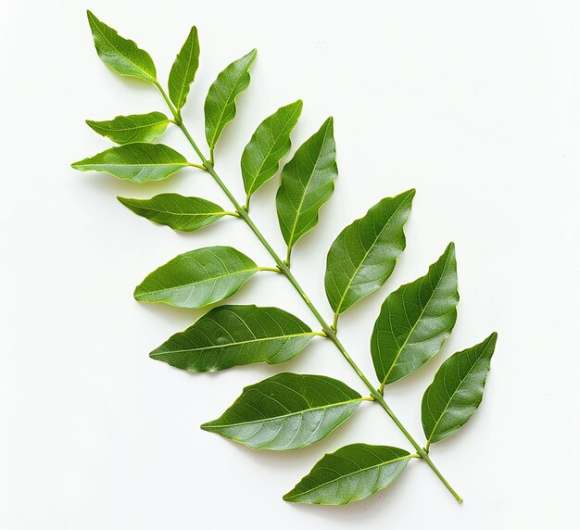 Curry Leaves