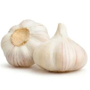 Garlic